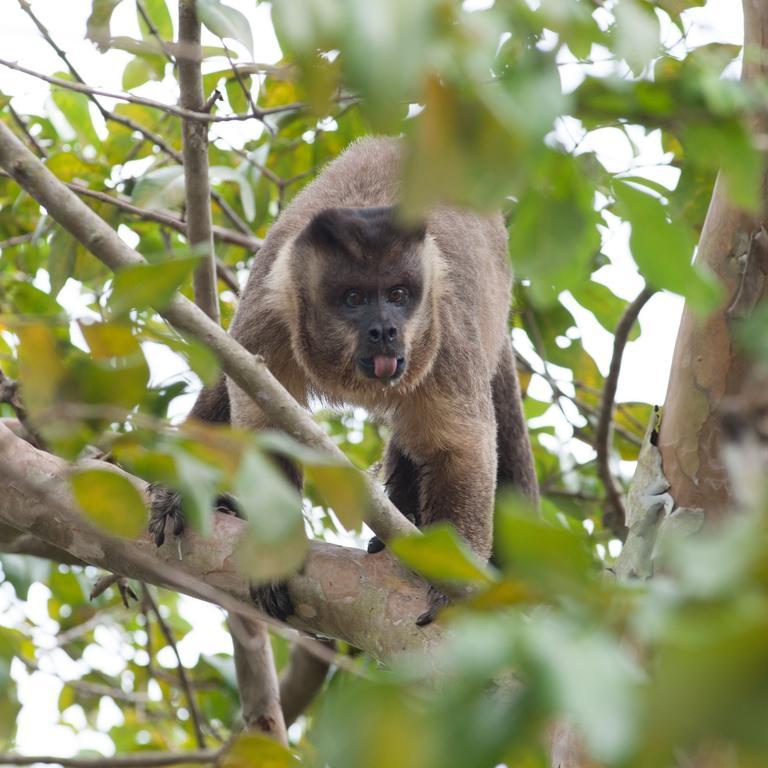 Pousada Araras Pantanal Eco Lodge Carvoalzinho エクステリア 写真