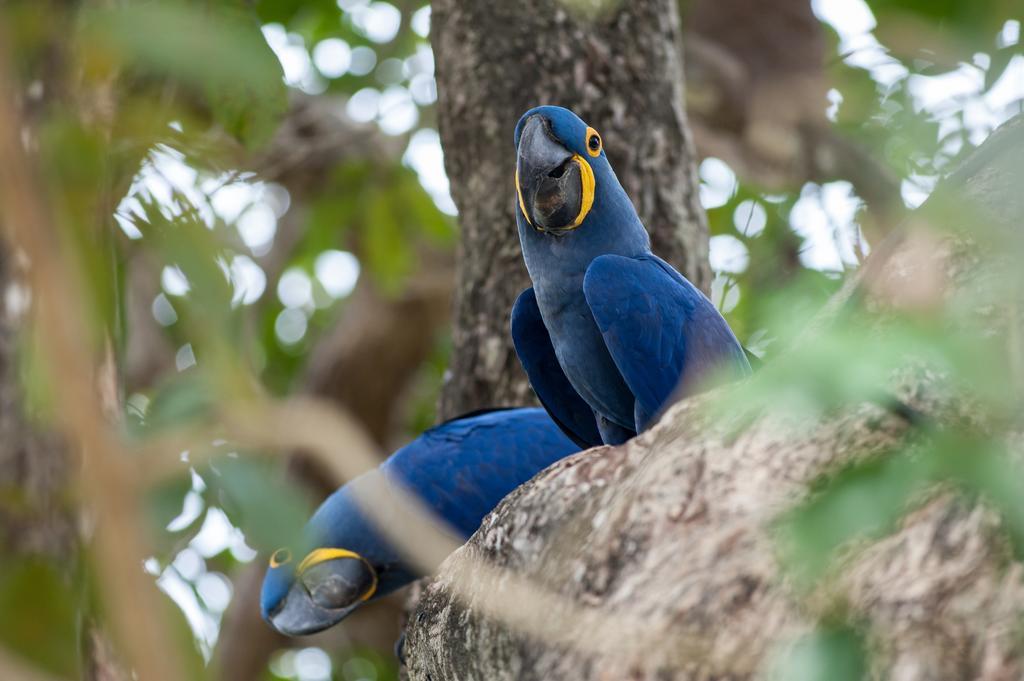 Pousada Araras Pantanal Eco Lodge Carvoalzinho エクステリア 写真