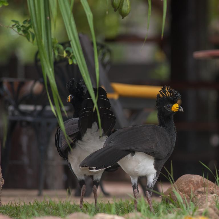 Pousada Araras Pantanal Eco Lodge Carvoalzinho エクステリア 写真