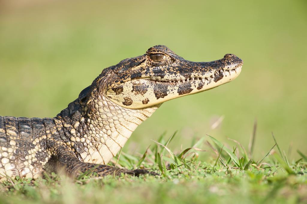 Pousada Araras Pantanal Eco Lodge Carvoalzinho エクステリア 写真