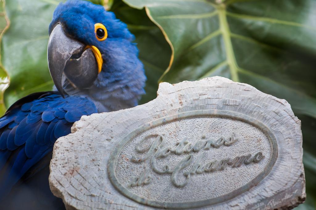 Pousada Araras Pantanal Eco Lodge Carvoalzinho エクステリア 写真