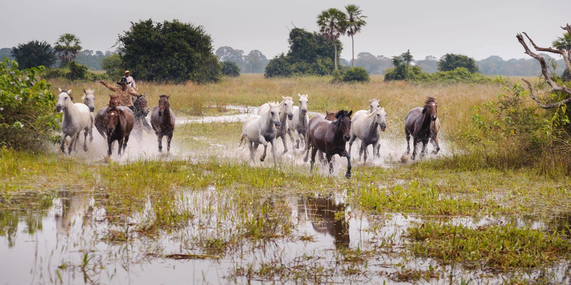 Pousada Araras Pantanal Eco Lodge Carvoalzinho エクステリア 写真